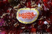Diaphorodoris luteocincta nudi-Ouessant Ar bloch-23m-20240821-da-DSC_8998_tn